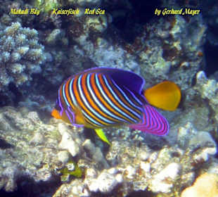 Club Makadi / Makadi bay / Ägypten