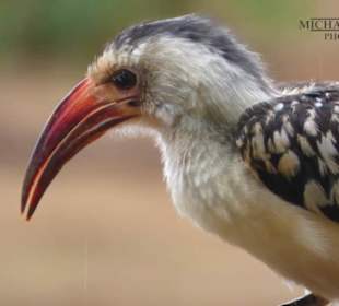 Ein Hornbill zu Besuch im Camp