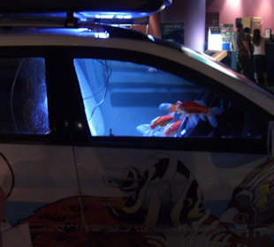 Goldfische im Auto