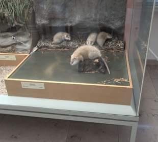 Staatliches Naturkunde Museum