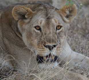 Löwin in der Serengeti