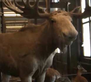 Naturhistorisches Museum