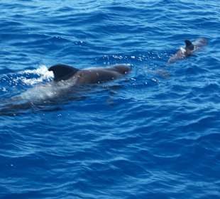 Bootsfahrt zu den Walen