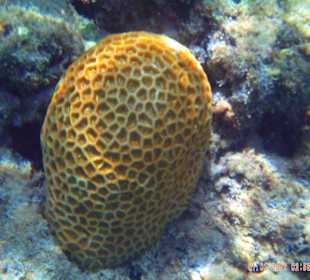 Schnorcheln am Hotelriff