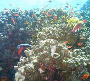 Diving with Amed Scuba Dive Center