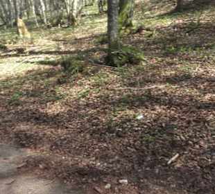 Waldlehrpfad an der Lauter