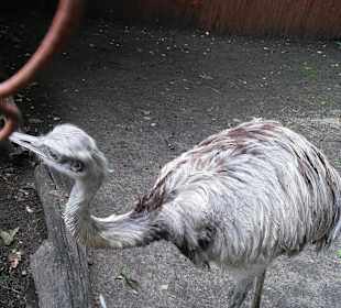 Zoo Wrocław