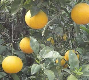 Orngenplantage