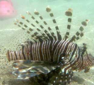 Rotfeuerfisch am Strand