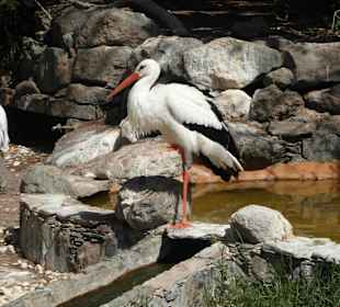 Ein weiterer Bewohner