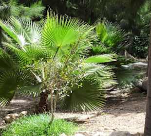 Eindrücke von der Wanderung durch den Palmenhain