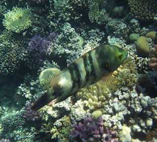 Unterwasserwelt am Sensimar Makadi Hotel