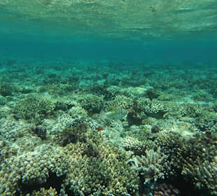 Einblick ins Riff 