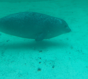 Seehundaufzuchtstation Norden