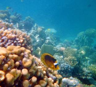 Falterfisch am Riff