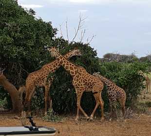 Tsavo Ost und West Safari