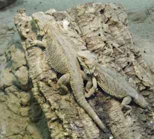 WP LH Herbst Impression