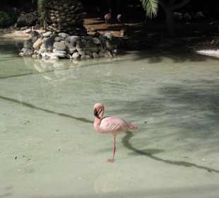 Flamingo