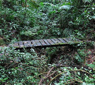 Nebelwald Santa Elena / Monteverde