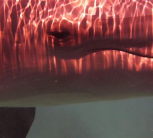 Schau mir in die Augen