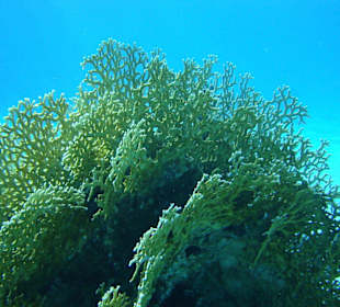 Wunderschöne Koralle