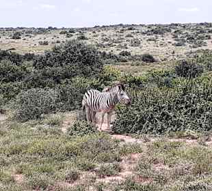 Addo Elephant Park