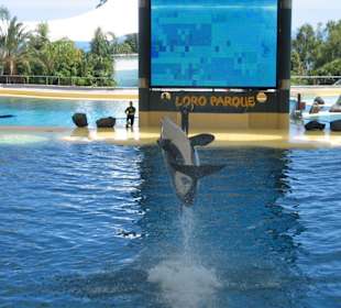 Orca Ocean Show