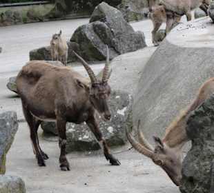 Zoologischer Garten 2016