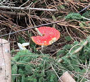Wandern Ladis