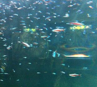 Aquarium