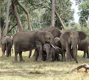 Elefanten in Masai Mara