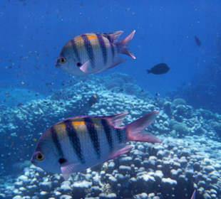 Sergeants am Südriff