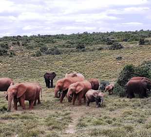 Addo Elephant Park