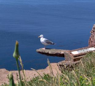 Möve am Klippenrandweg