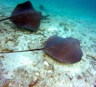 Schnorcheln mit Rochen und Haien