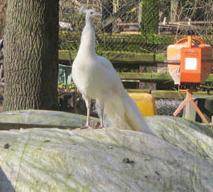 Vogelpark Hassloch