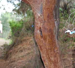 Der Wunschbaum unterwegs