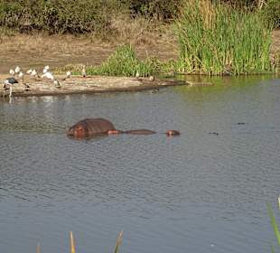 Hippos im Teich