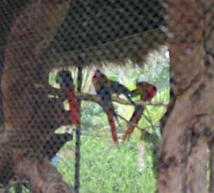 Animal Embassy - Aufzuchtstation