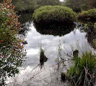 Das Moor neben dem Wanderweg