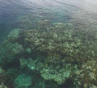 Ausblick vom Steg auf das Riff