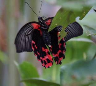 Mariposario de Benalmàdena