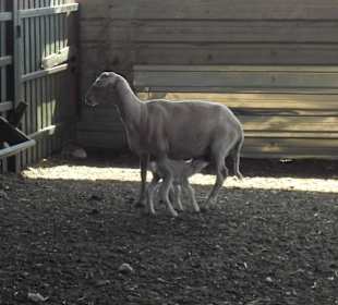 Auf der Rani Farm