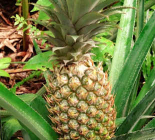 Impressionen vom Jardin des Parfums et des Epices