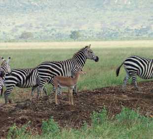 Zebras