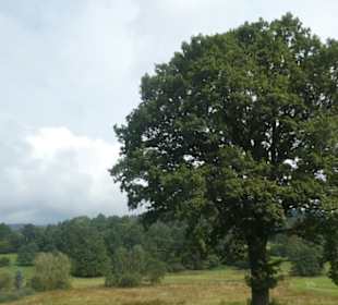 Wanderung / Spaziergang in / bei Bodenmais