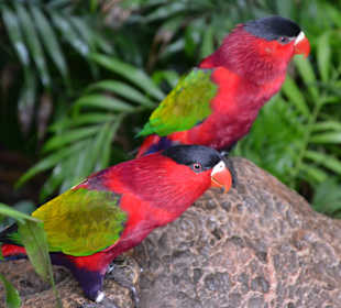 Warten im Loro Parque 