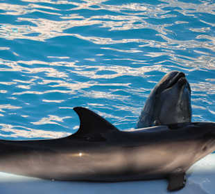 Dolphin Sharm elshiek show