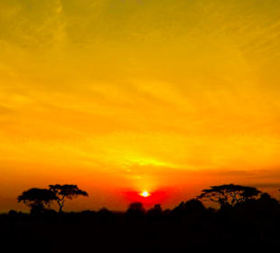 Schirmakazien bei Sonnenaufgang