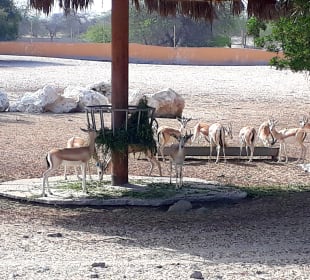 Al Areen Wildlife Park